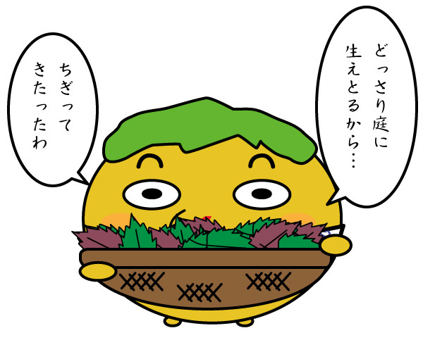 おっかさんとシソ